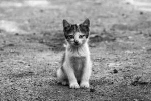 wścieklizna u kota województwo lubelskie