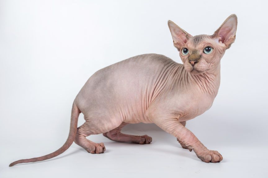 sfinks kanadyjski, canadian sphynx profesjonalna fotografia