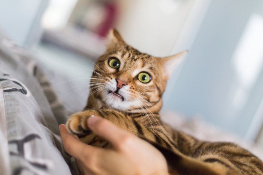 zdziwiony kot bengalski 