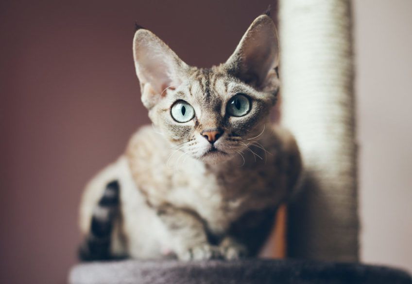 Devon rex siedzi na drapaku