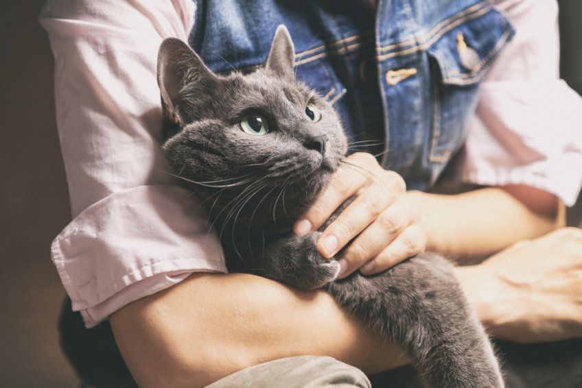 Kot na rękach