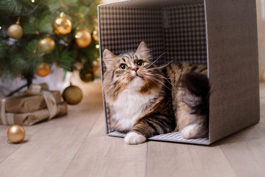 kot w kartonie pod choinką