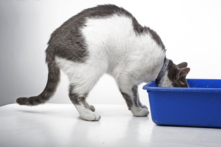 Kot zagląda do kuwety