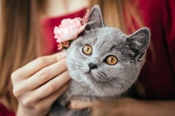 kot brytyjski krótkowłosy