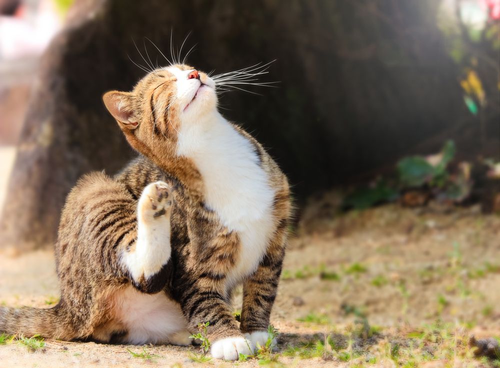 zrelaksowany kot w słońcu