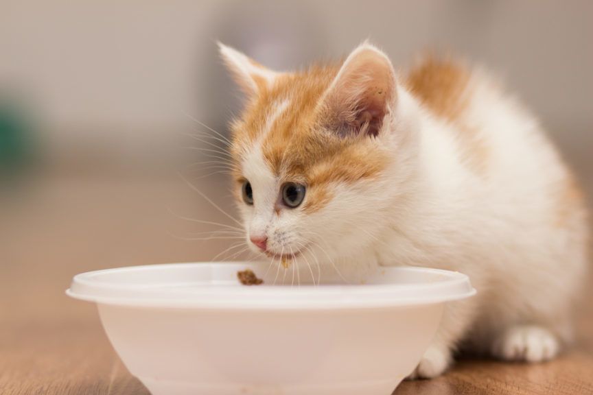 kot je tabletkę z miski