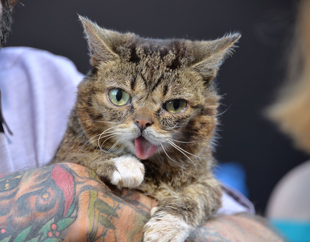 kot w social media Lil Bub