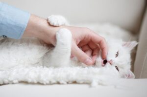 Dlaczego kot drapie i gryzie