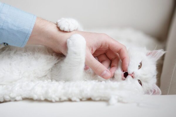 Dlaczego kot drapie i gryzie