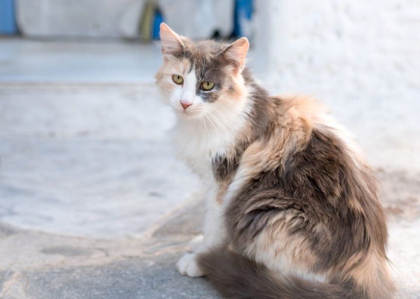 kot egejski, kot grecki, aegean