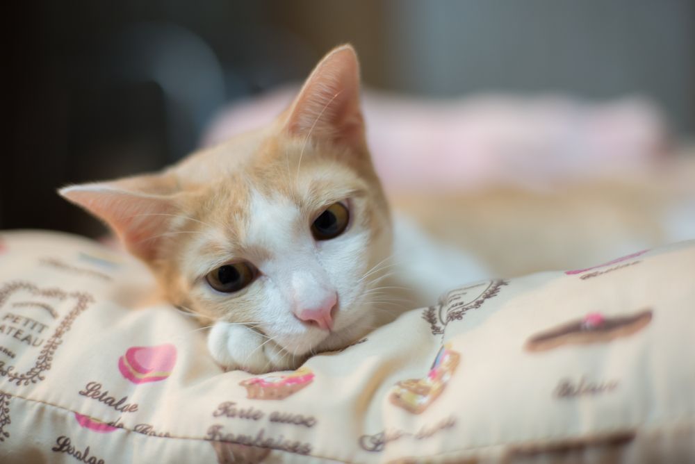 pan kotek był chory