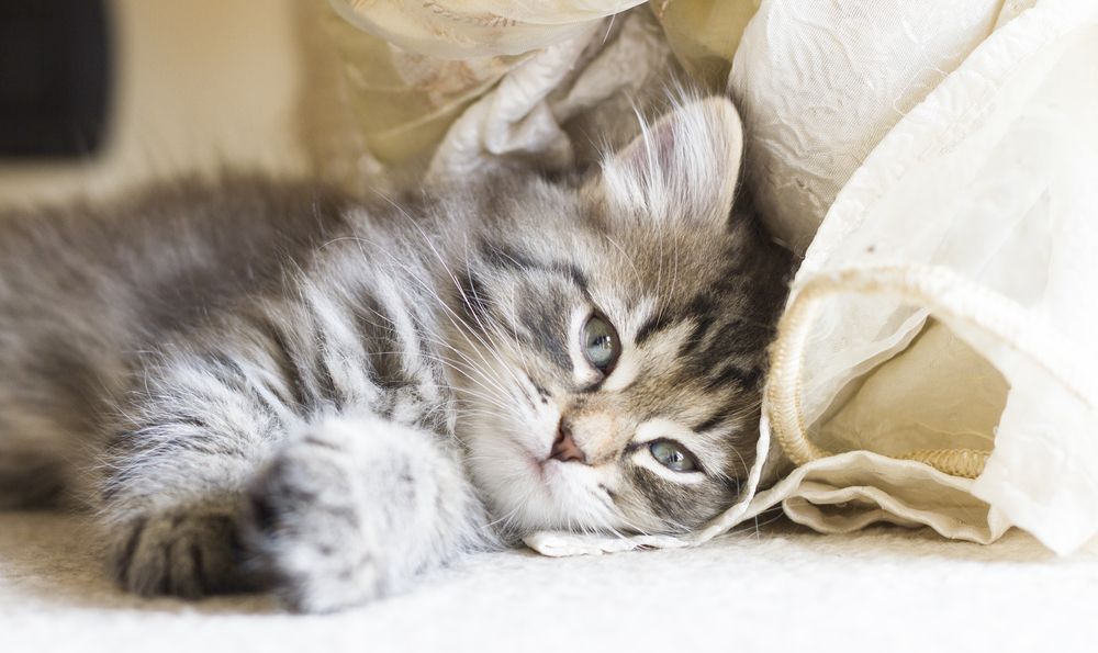 mruczący kot leży i odpoczywa