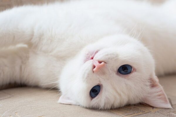 głuchota u białych kotów