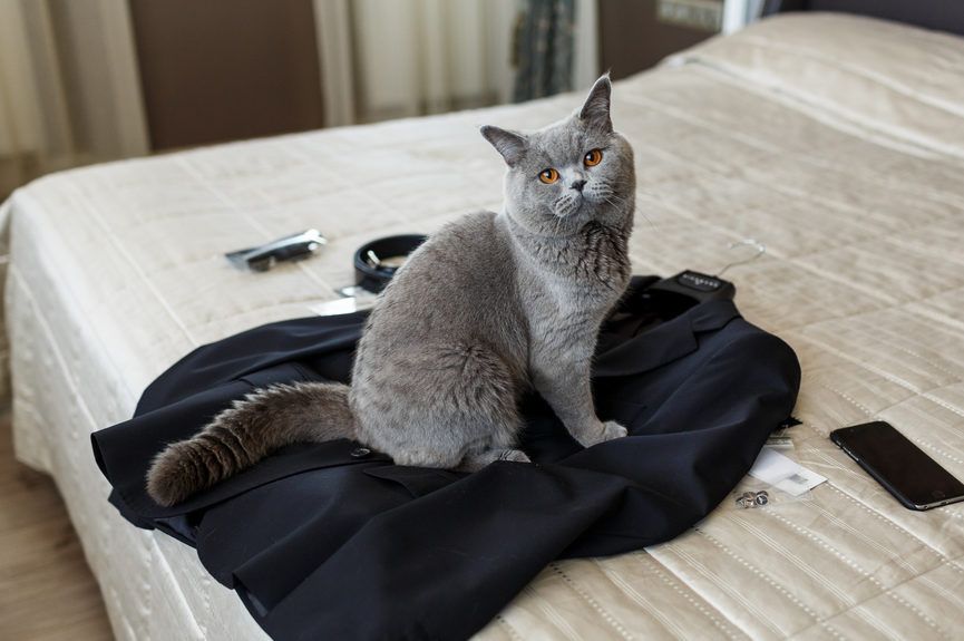 kot siedzi na ubraniu