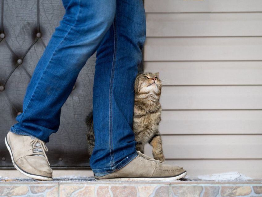 kot ociera się o nogi