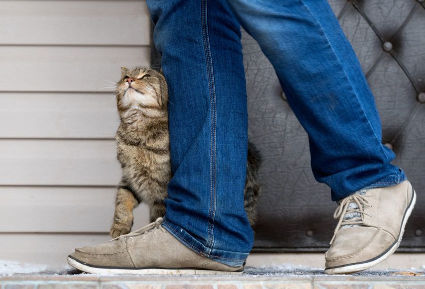 kot kręci się pod nogami
