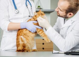 kot u weterynarza