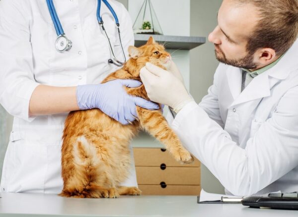 kot u weterynarza