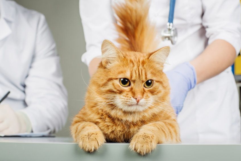 kot u weterynarza