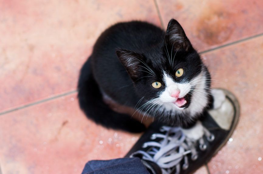 miauczący kot, Kot stoi na bucie i miauczy