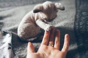 Pierwszy dzień kota w domu