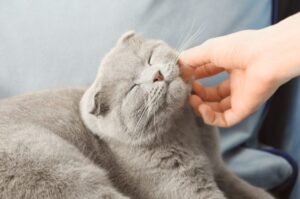 kobieta głaszcze kota