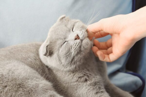 kobieta głaszcze kota