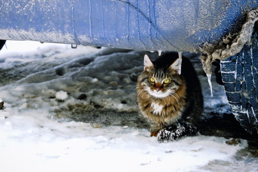 kot zimą siedzi pod samochodem