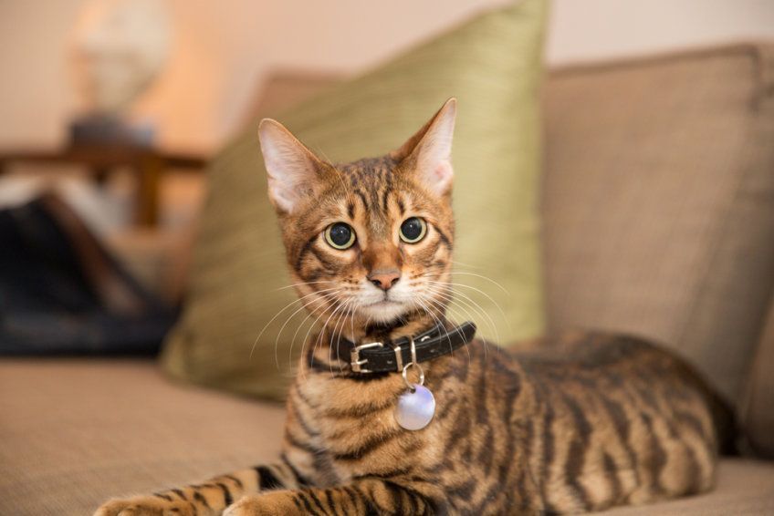 kot toyger