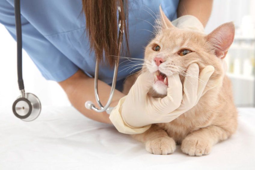 kot u weterynarza