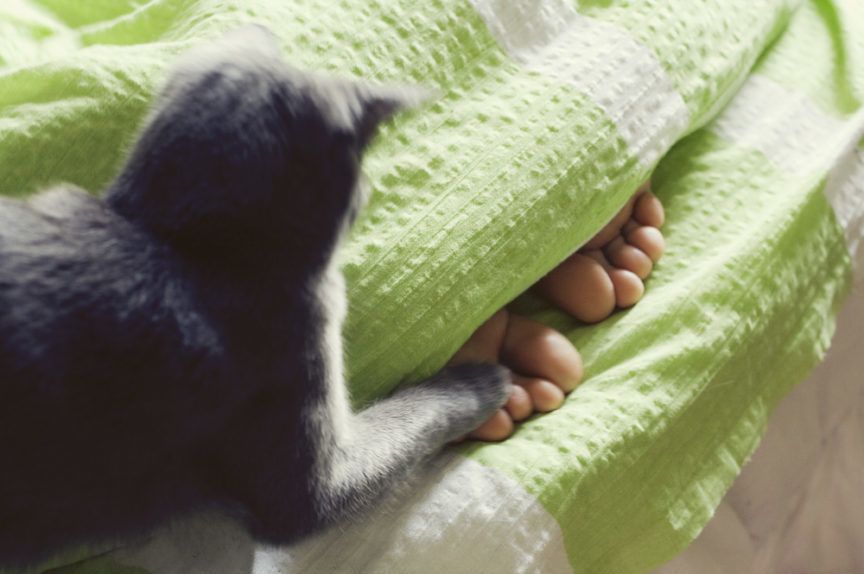 kot atakuje ludzkie nogi