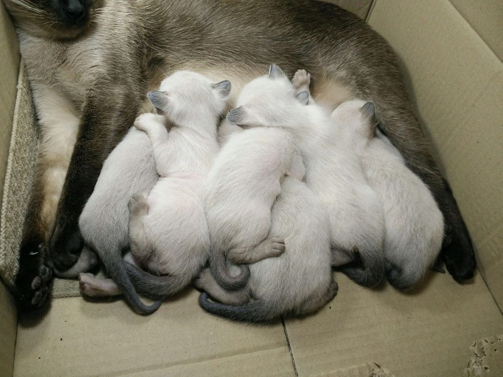 kotka i kocięta syjamskie