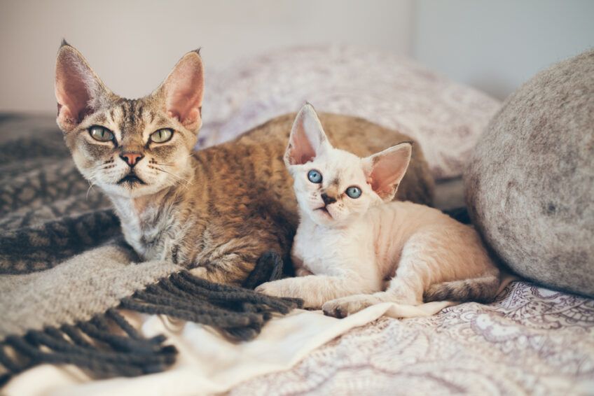 devon rex