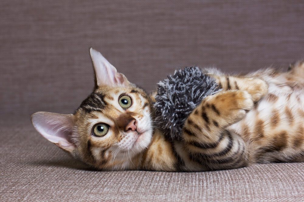 kot bengalski bawi się zabawką