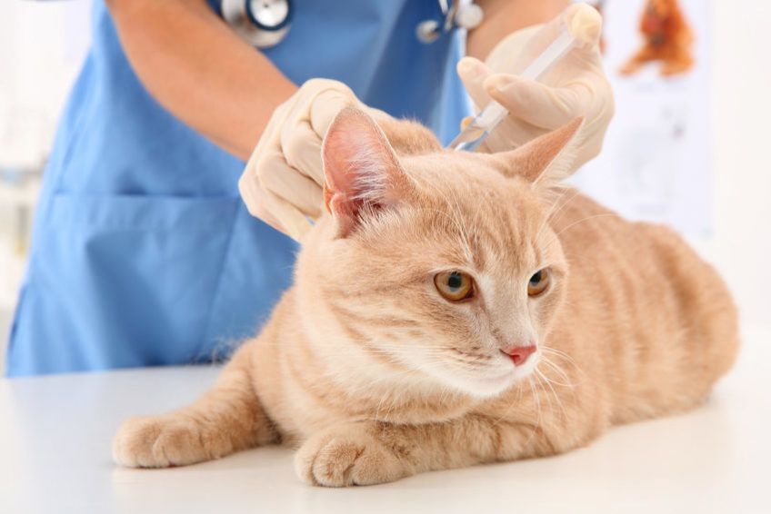 Weterynarz szczepi kota