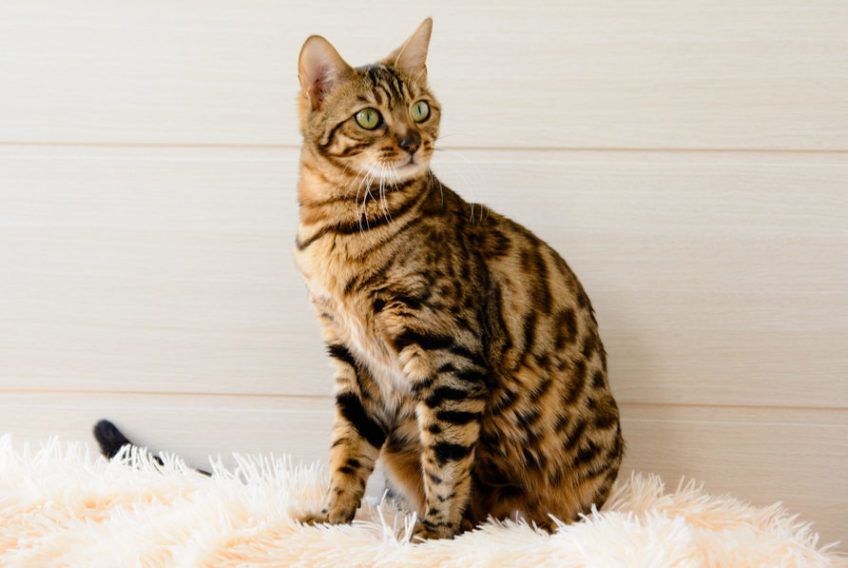 Kot bengalski siedzi na dywanie