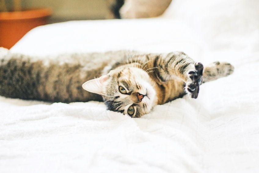 kot przeciąga się w łóżku