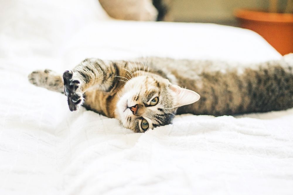 kot przeciąga się na łóżku