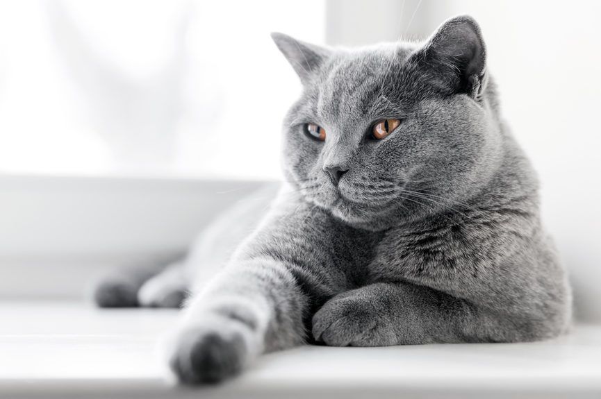 kot brytyjski krótkowłosy