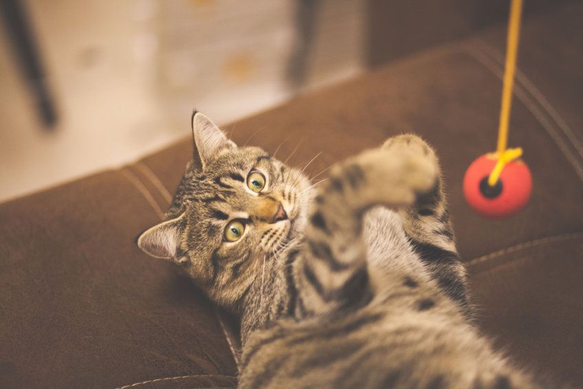 kot bawi się zabawką