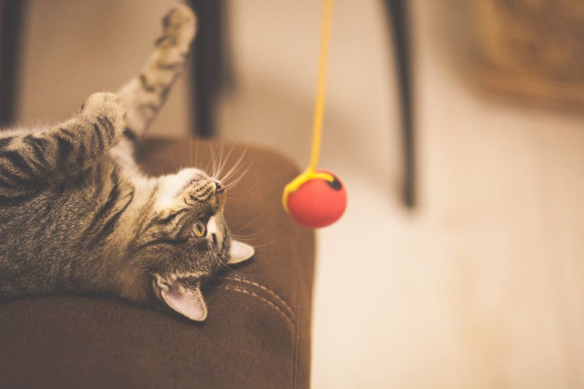 Kot podczas zabawy