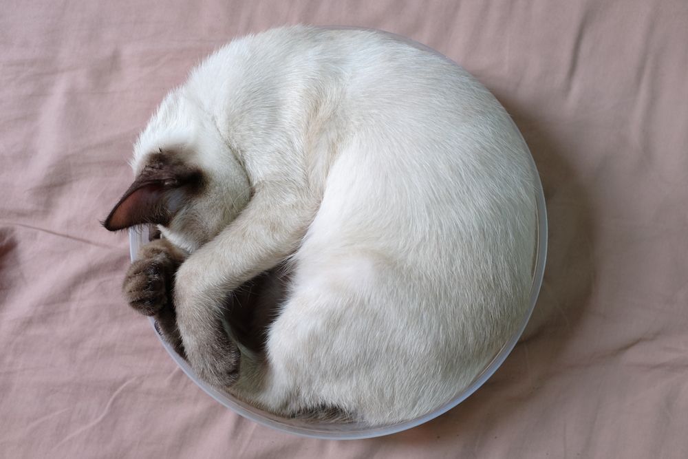 kot śpi zwinięty w kłębek