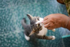 kot karmiony z ręki