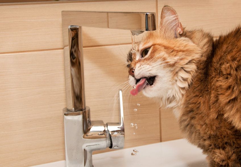 kot pije wodę z kranu