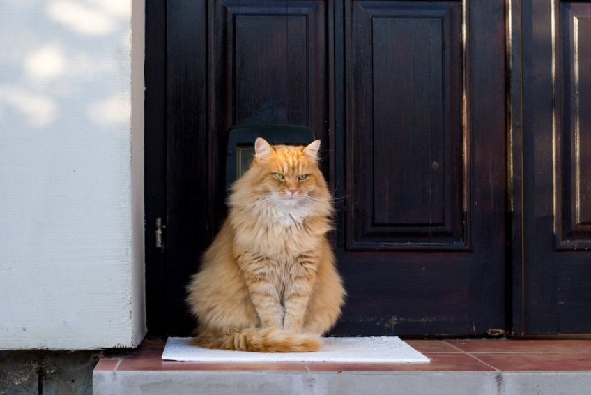 kot pod drzwiami