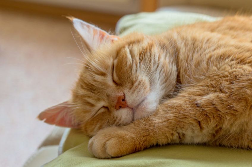 śpiący rudy kot