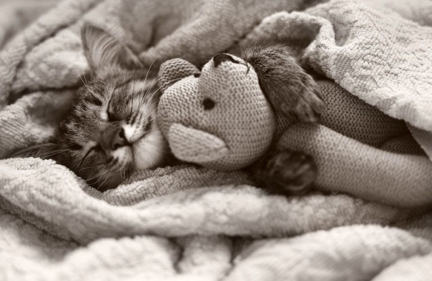 mały szary kotek śpi z misiem