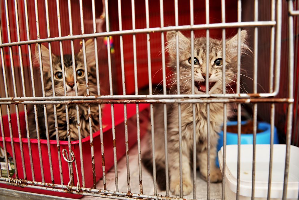 kocięta w schronisku