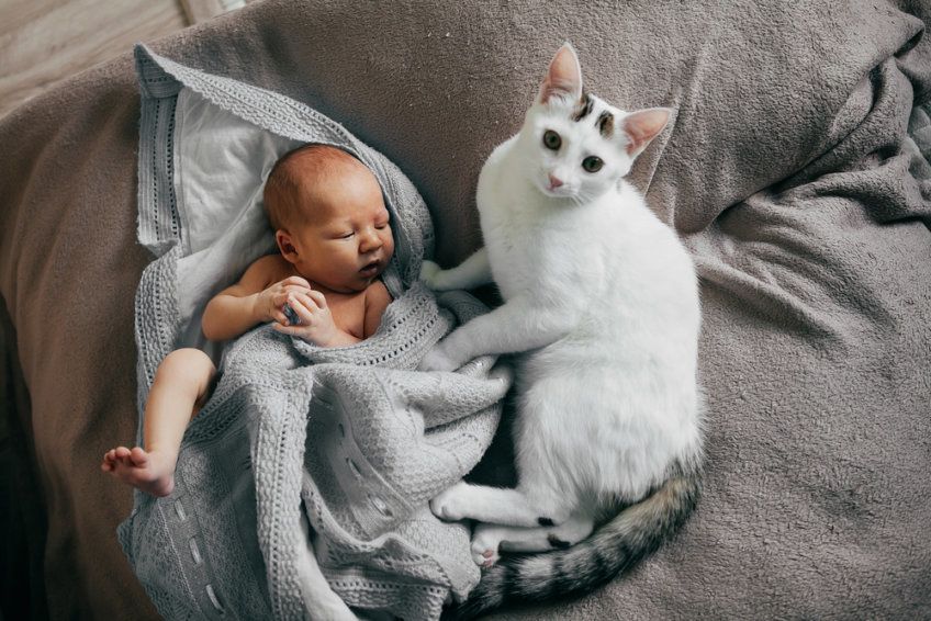 kot i niemowlę