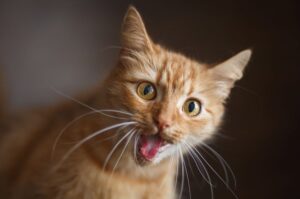 rudy kot z zabawną miną